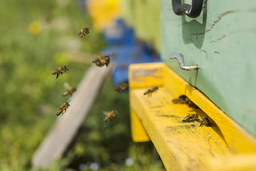 Atelier Grainothèque en extérieur